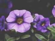 unsplash-525b54bcc32ba-1